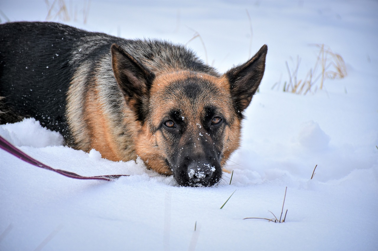 The Most Loyal Dog Breeds - A Look at Their Traits